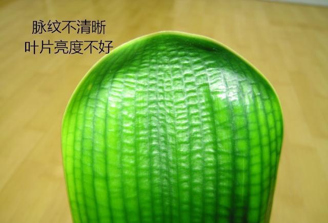 叶片完整:对于叶菜类蔬菜,要留意叶片是否完整、无破损、无黄化。叶片过于发黄、枯萎的蔬菜,通常表示已经不新鲜。
