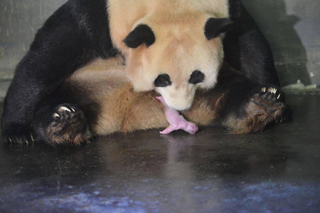 7月24日生肖鼠运势解析:财运聚焦短期理财新品