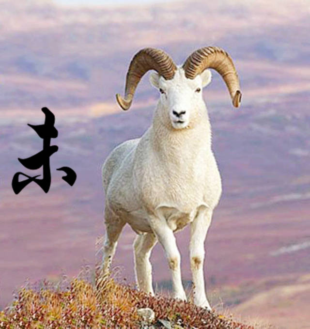 属羊朋友必看今日运势解析